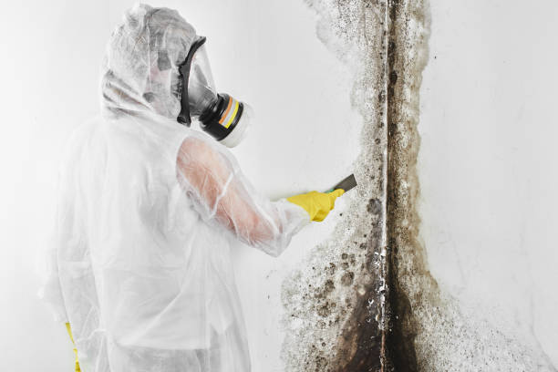 Best Certified Mold Removal  in Ridgway, PA