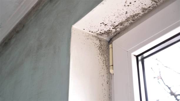 Best Toxic Mold Removal  in Ridgway, PA