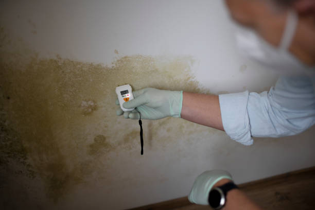 Best Toxic Mold Removal  in Ridgway, PA