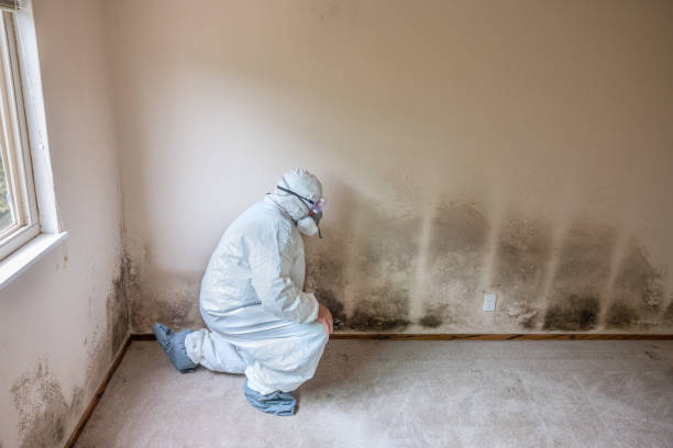 Best Black Mold Removal  in Ridgway, PA