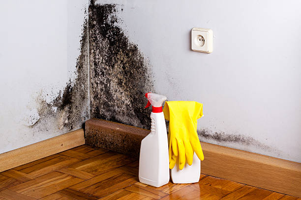 Mold Removal and Inspection in Ridgway, PA