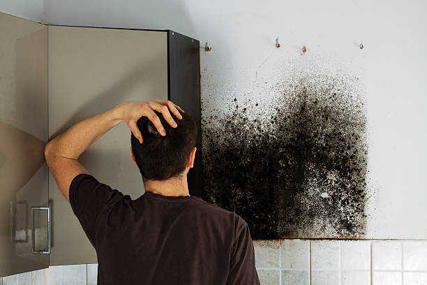 Best Mold Removal Company Near Me  in Ridgway, PA