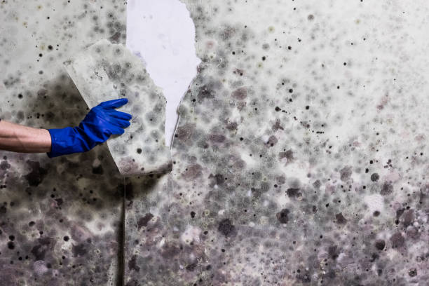 Best Fast Mold Removal  in Ridgway, PA