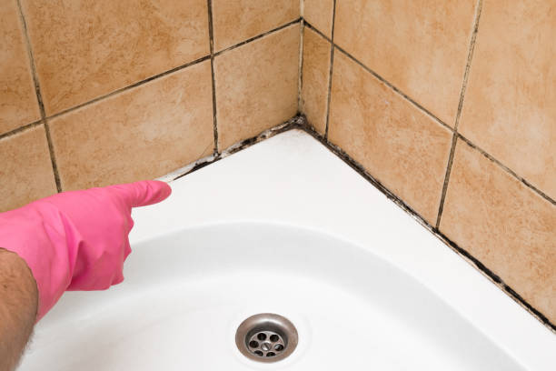 Trusted Ridgway, PA Mold Removal Experts