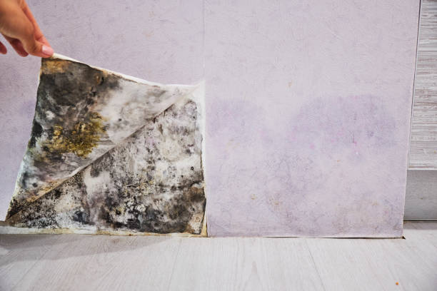 Best Black Mold Removal  in Ridgway, PA